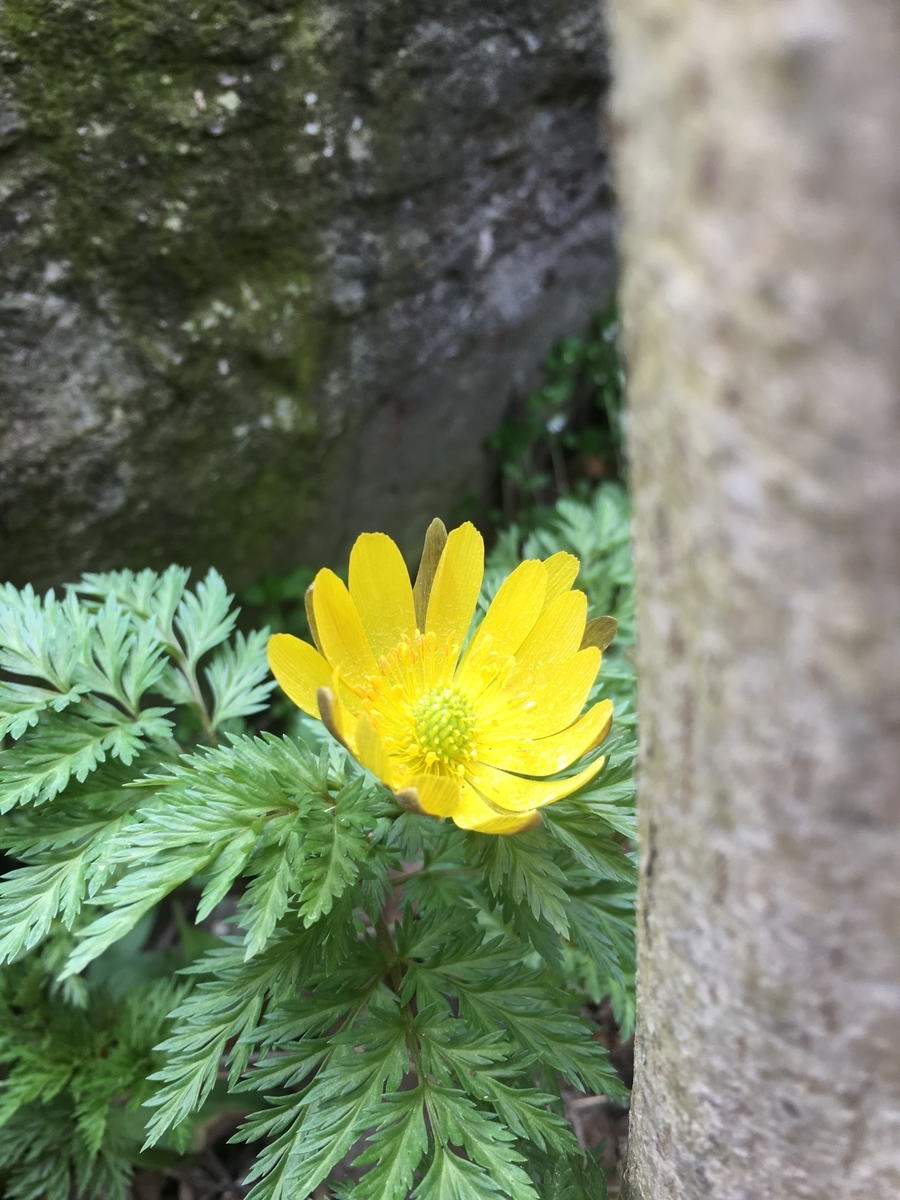 f:id:jdy00247:20190325111012j:plain f:id:jdy00247:20190325111012j:plain