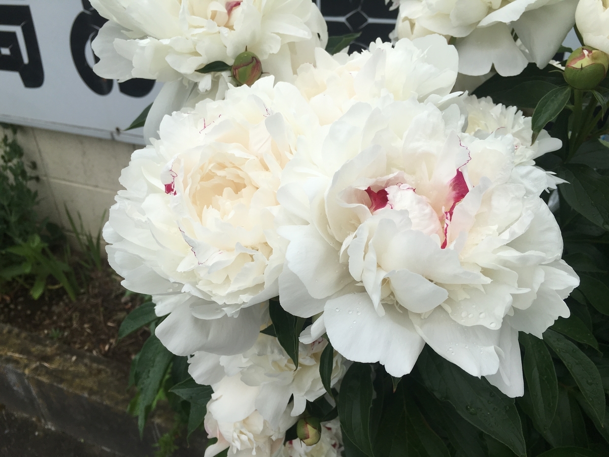 f:id:jdy00247:20190529143517j:plain f:id:jdy00247:20190529143517j:plain