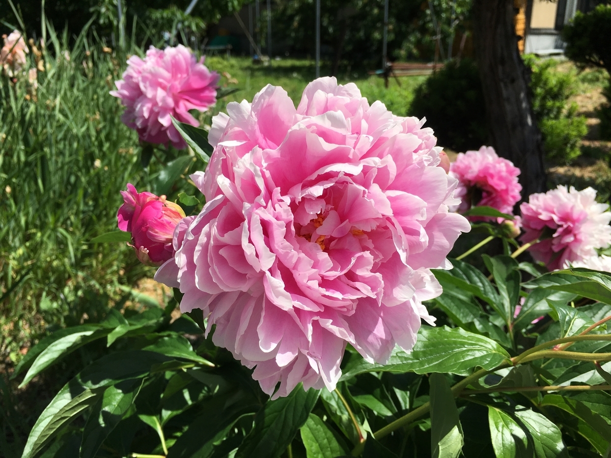 f:id:jdy00247:20190530144308j:plain f:id:jdy00247:20190530144308j:plain