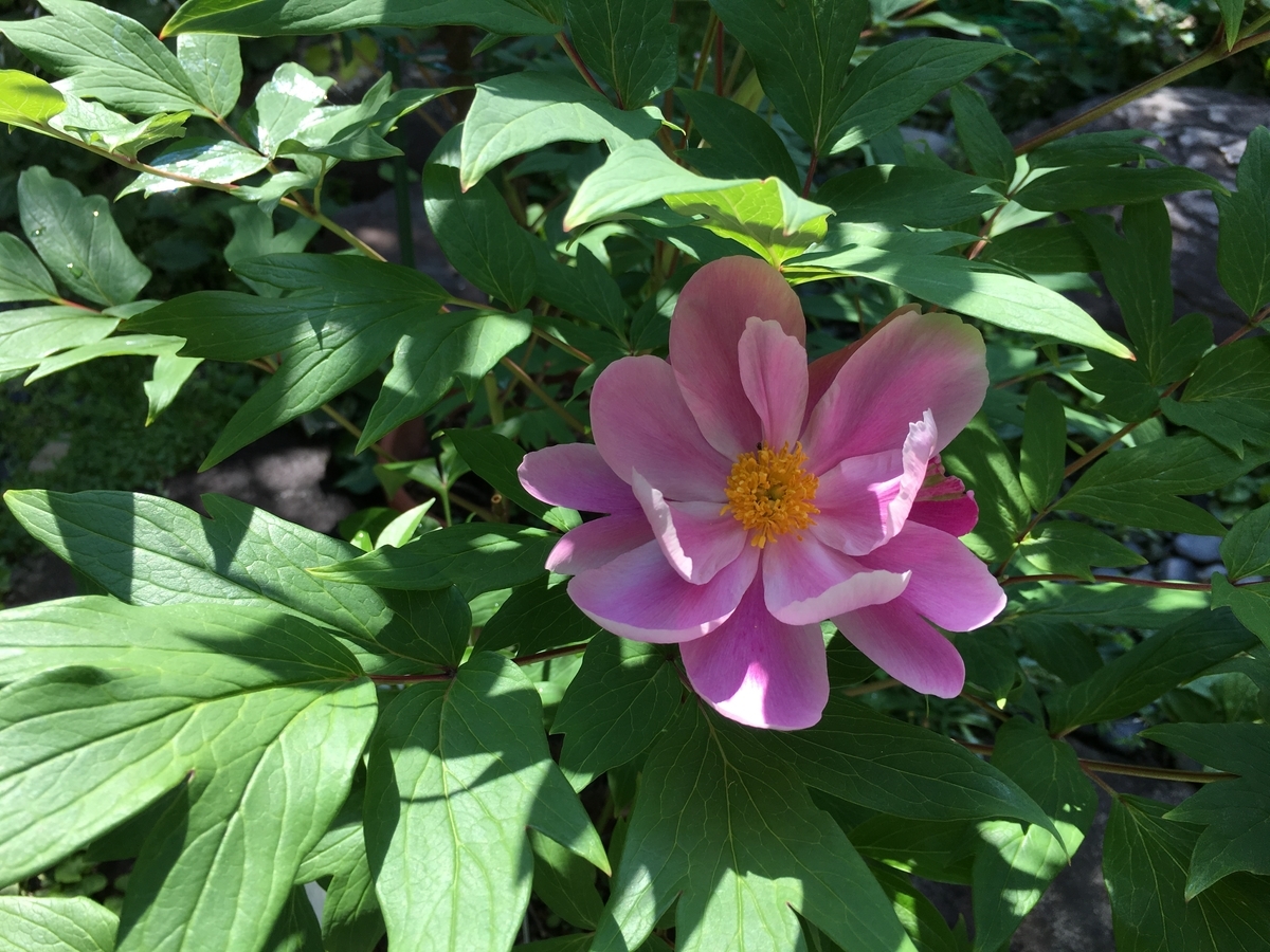 f:id:jdy00247:20190603104115j:plain f:id:jdy00247:20190603104115j:plain