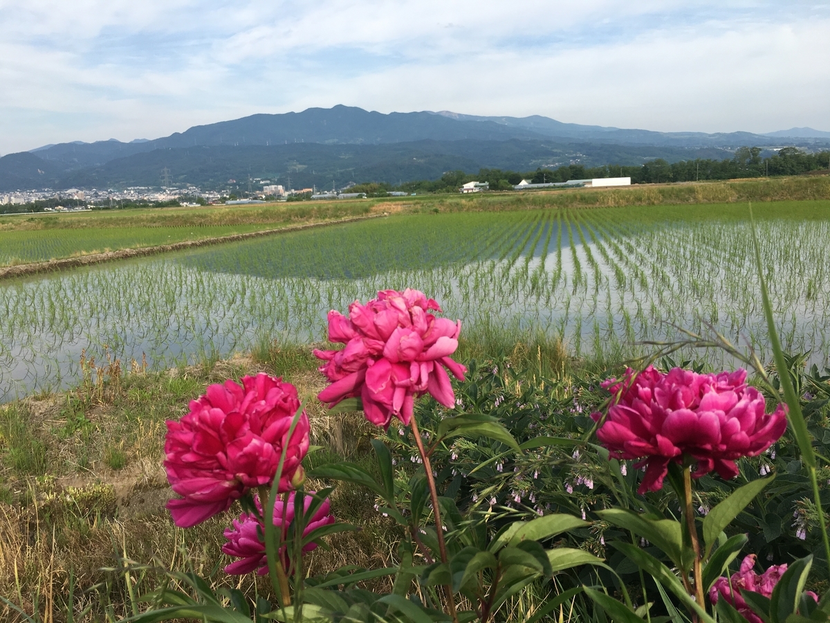 f:id:jdy00247:20190604101408j:plain f:id:jdy00247:20190604101408j:plain