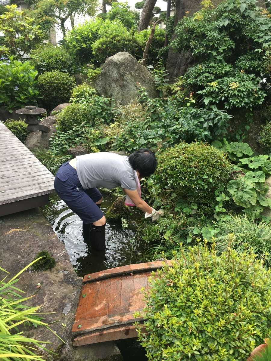 f:id:jdy00247:20190711172653j:plain 妻と池の掃除をしました
