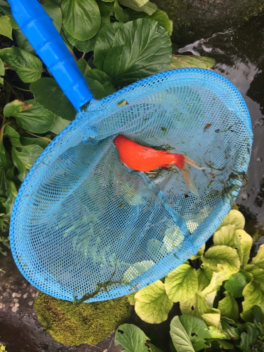 f:id:jdy00247:20190711172845j:plain 金魚をすくう、水を抜くの地味な作業の連続です