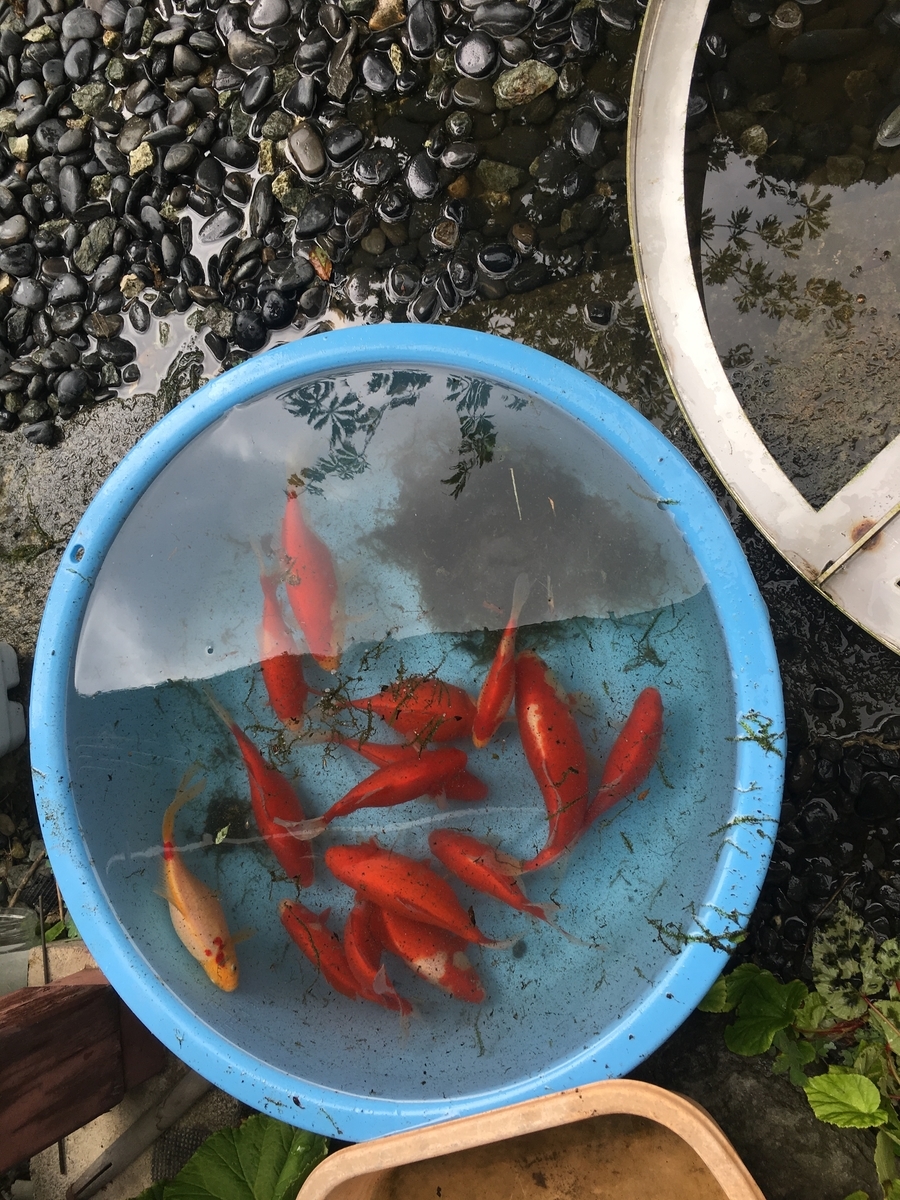 f:id:jdy00247:20190711172932j:plain 金魚たちは総勢16匹でした