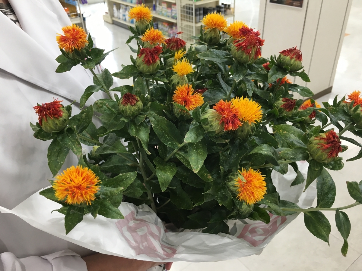 f:id:jdy00247:20190722145826j:plain 紅花
