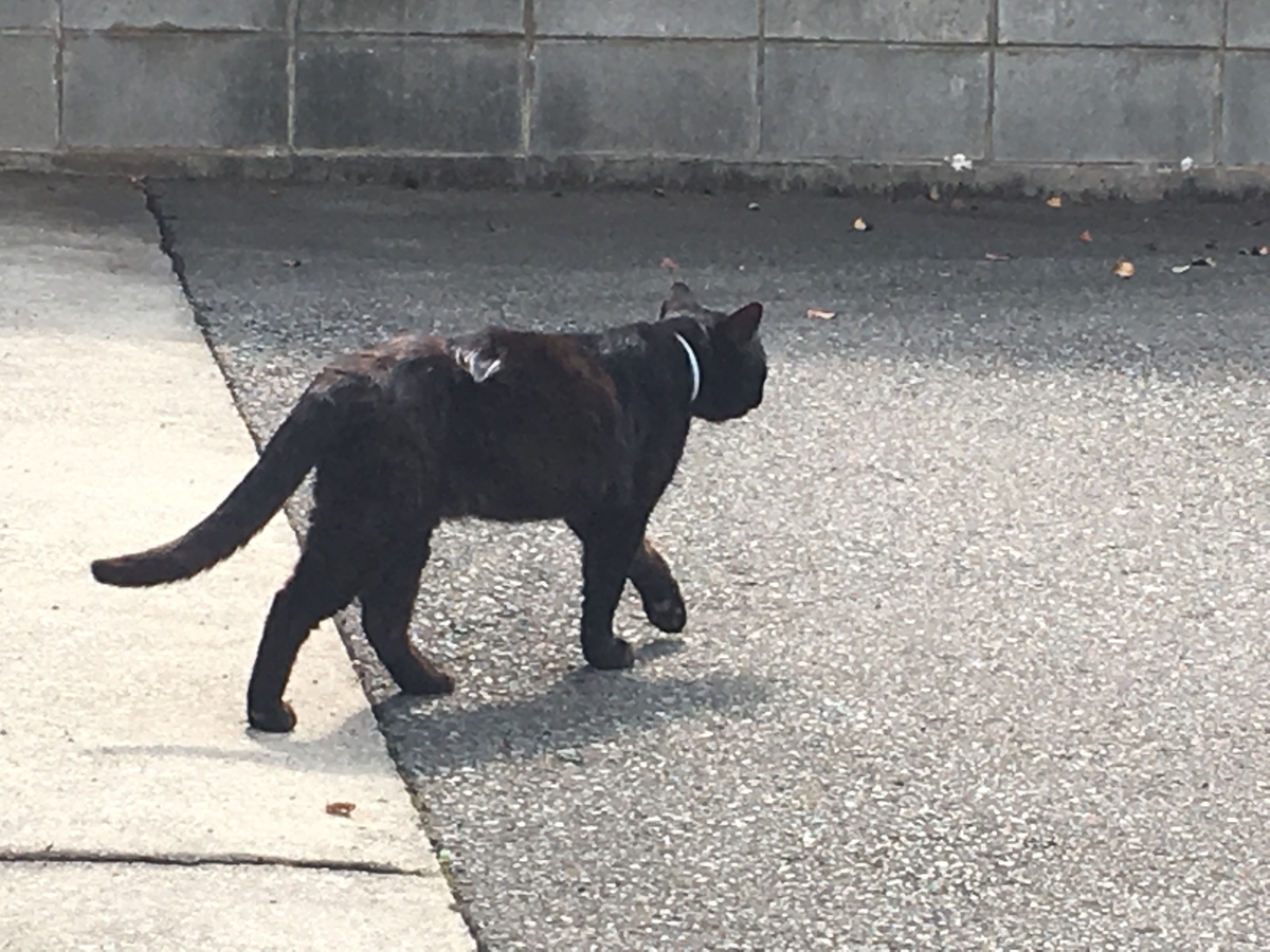 f:id:jdy00247:20190727115226j:plain 黒猫ちゃん
