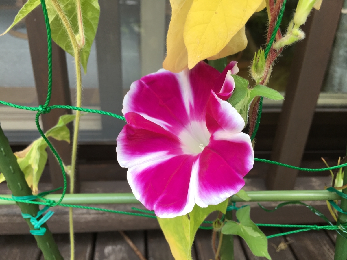 f:id:jdy00247:20190821140639j:plain 曜白大輪の朝