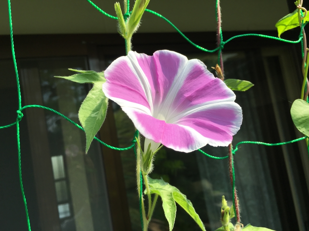 f:id:jdy00247:20190821140812j:plain 曜白大輪の朝