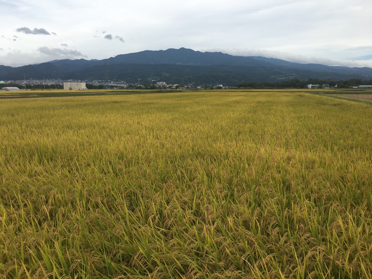 山形蔵王と田んぼ