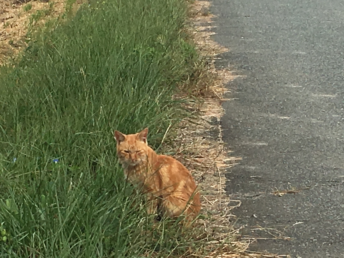 なかなか逃げない猫でした。かわいい