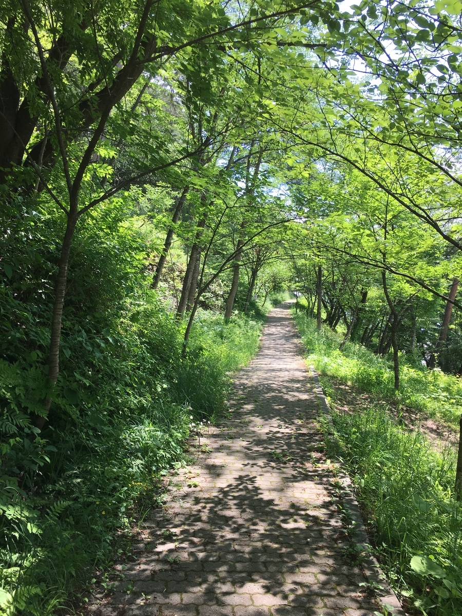 木漏れ日に緑のシャワーを浴びます。