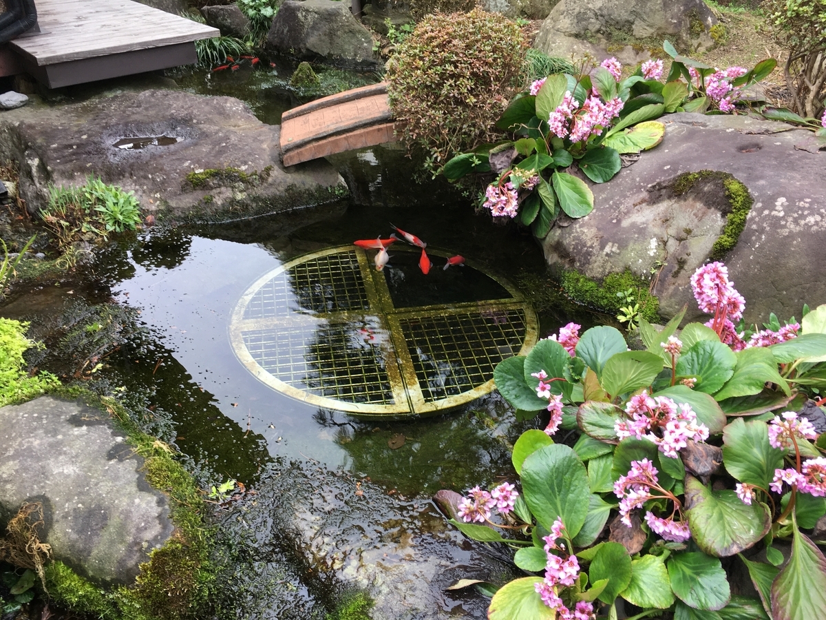 我が家の池、ヒマラヤユキノシタが綺麗です。