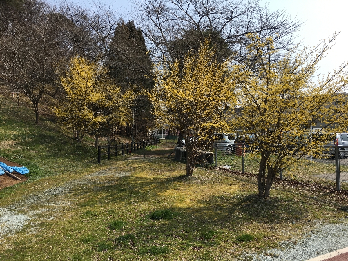 山茱萸の黄色い花