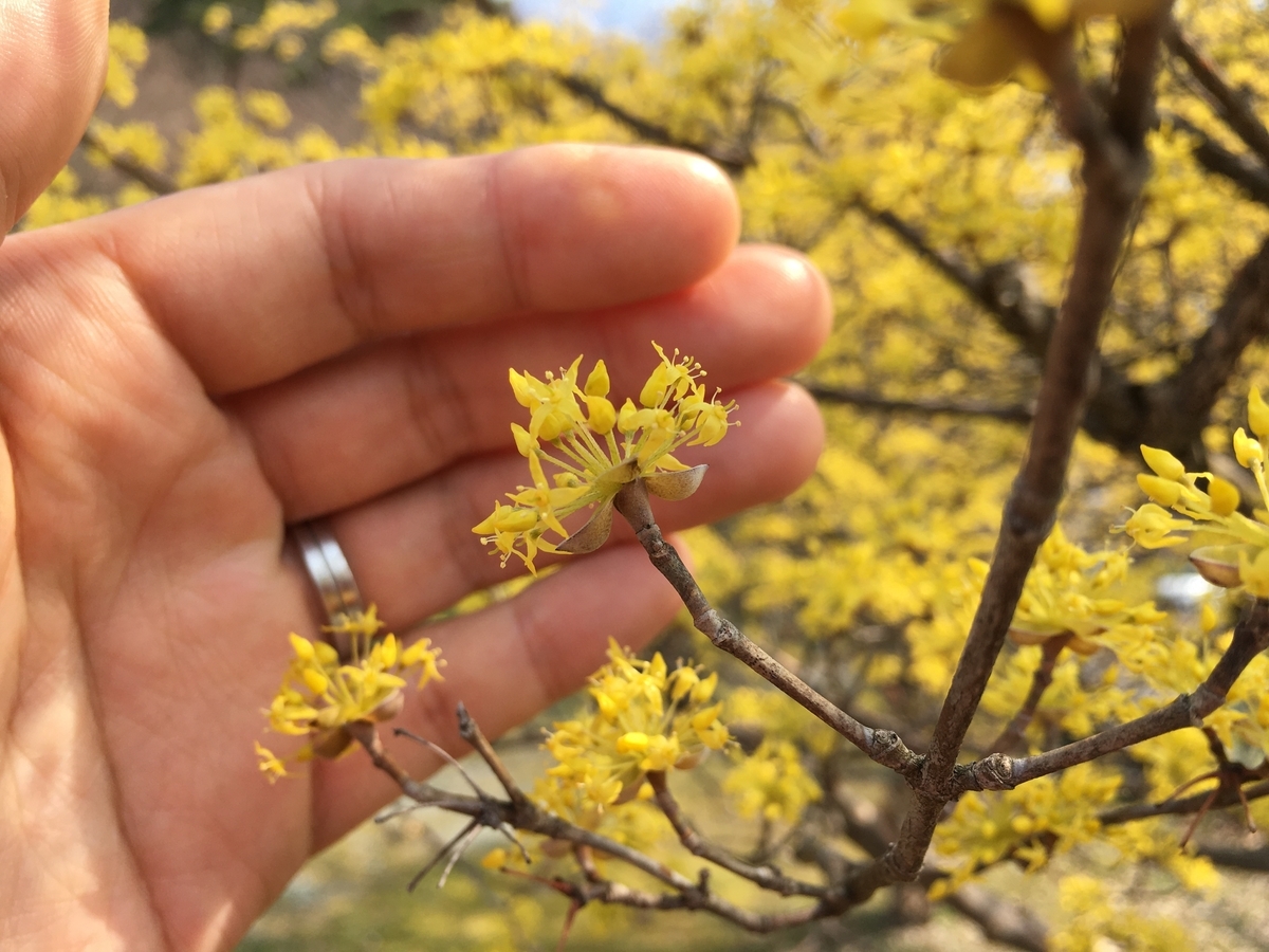 山茱萸の黄色い花