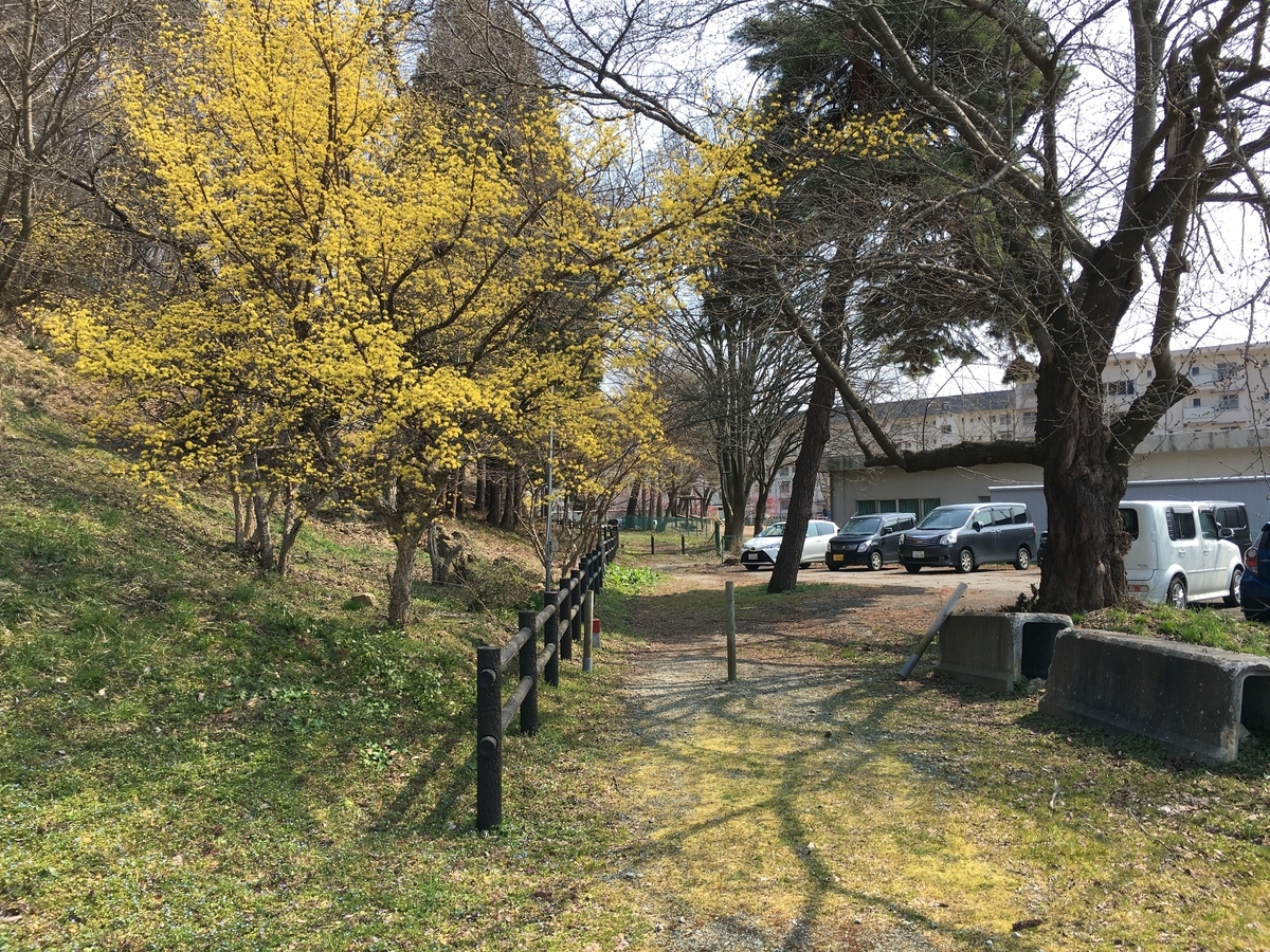 山茱萸の花