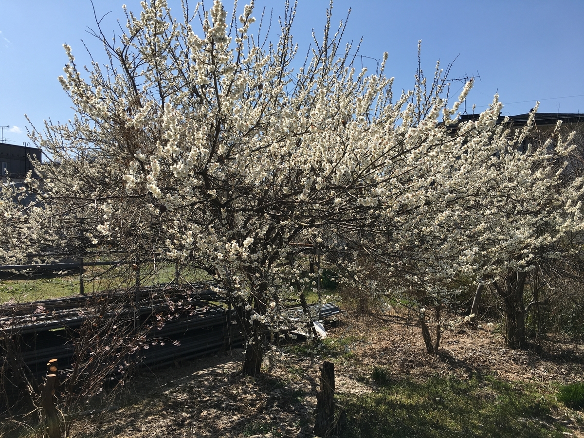 梅の花が綺麗な東根市神町です。