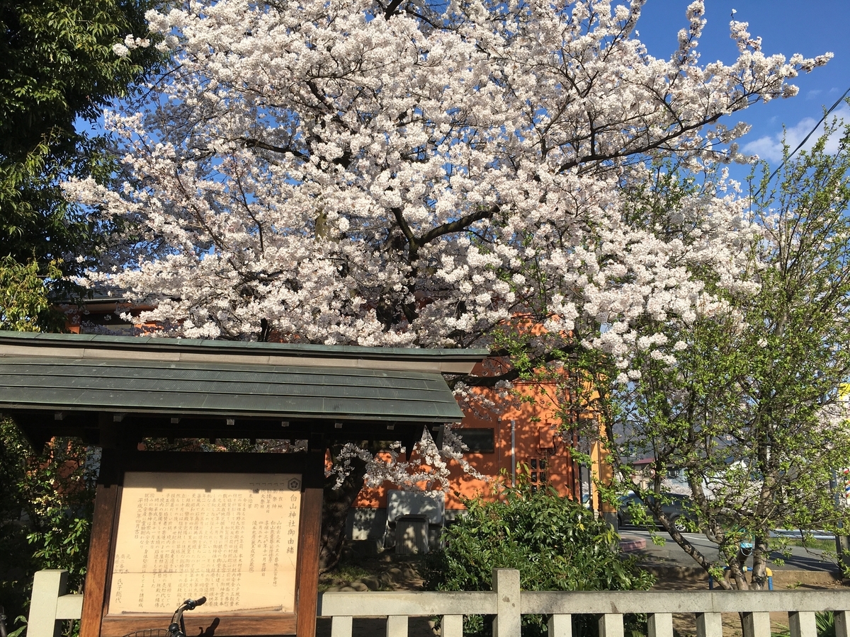 白山神社の満開の桜