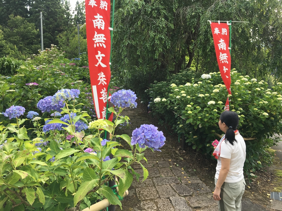 山形市村木沢出塩の紫陽花