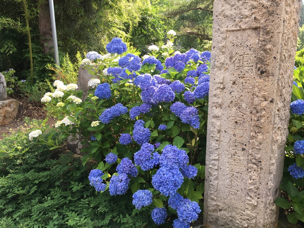 紫陽花が色鮮やかに咲いています。