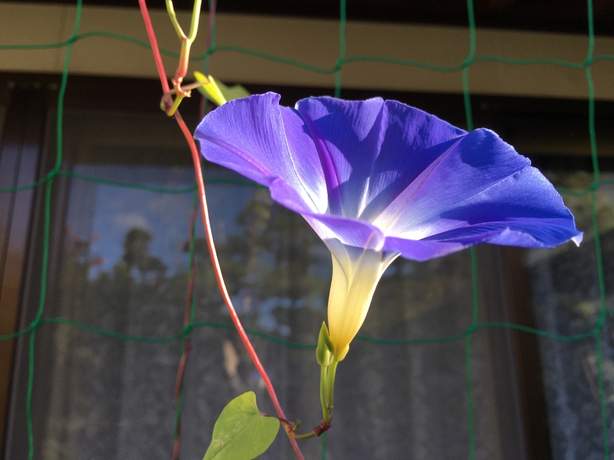 f:id:jdy00247:20200904150839j:plain f:id:jdy00247:20200904150839j:plain