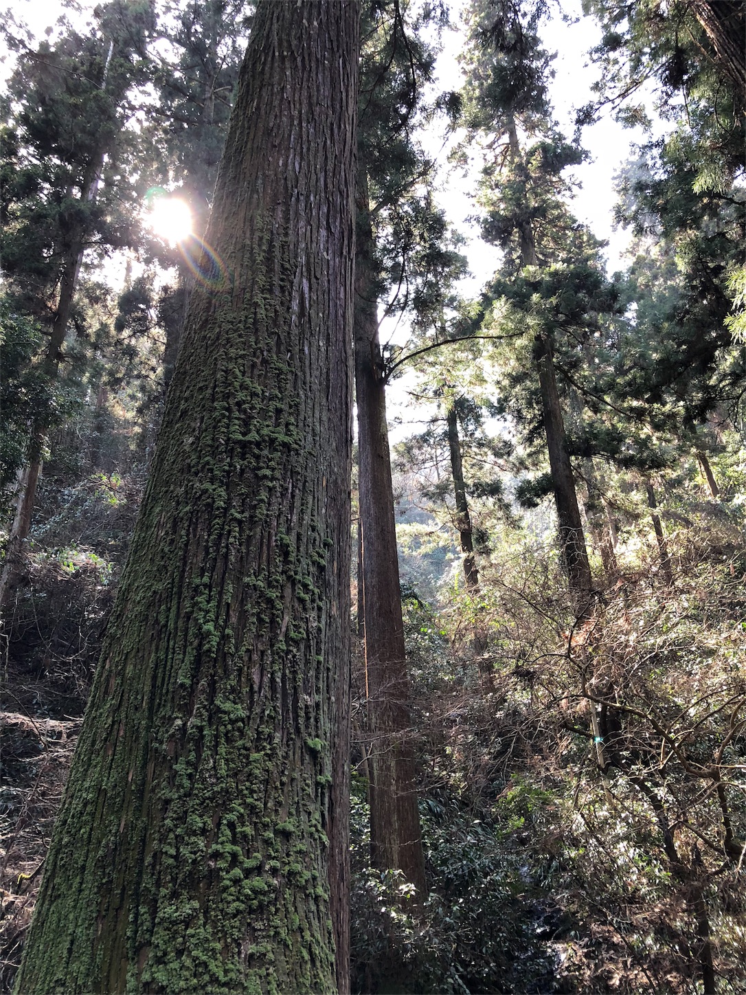 f:id:jeanrenon:20180401195428j:image f:id:jeanrenon:20180401195428j:image