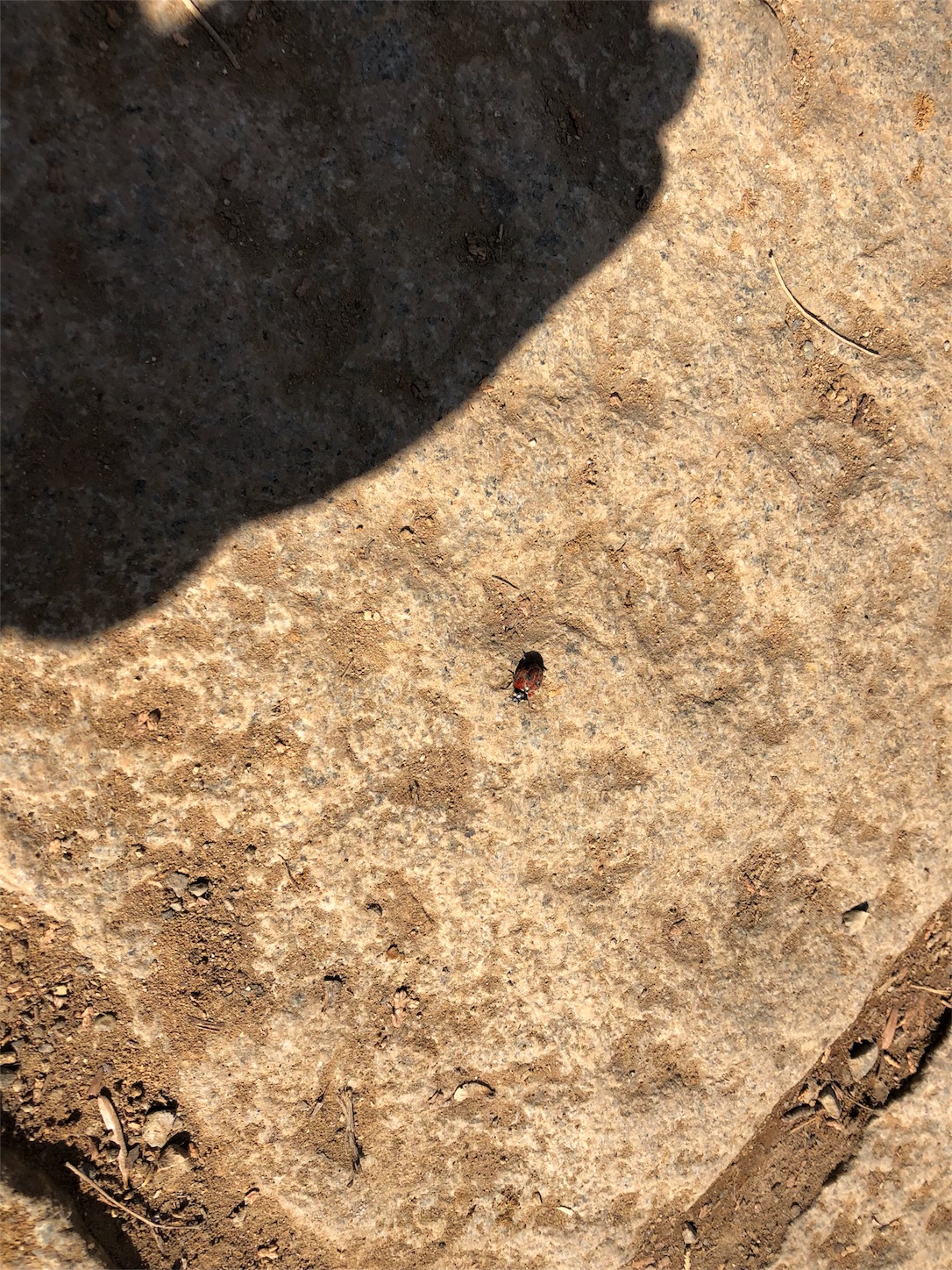 f:id:jeanrenon:20180401205148j:image