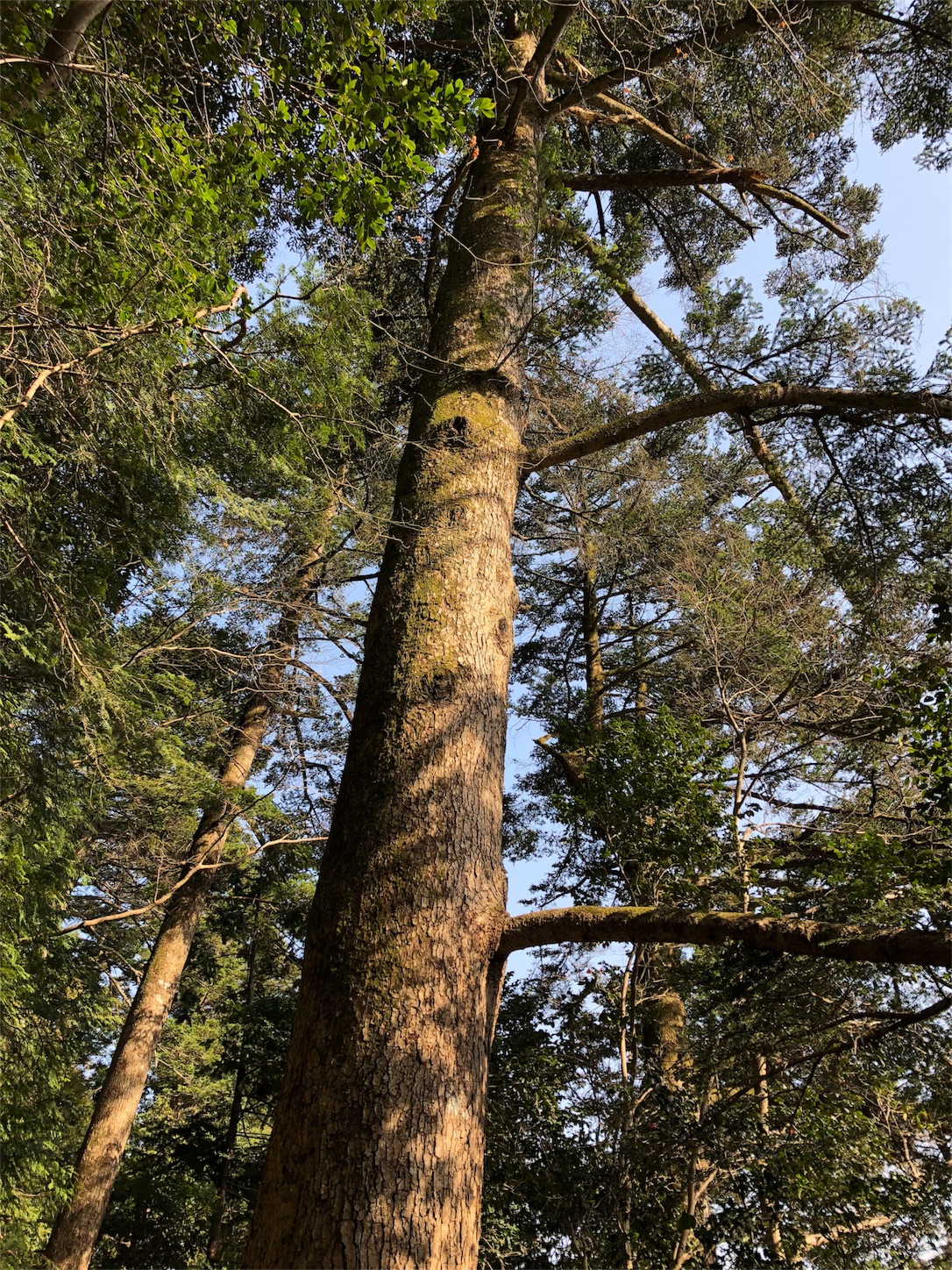 f:id:jeanrenon:20180401210057j:image