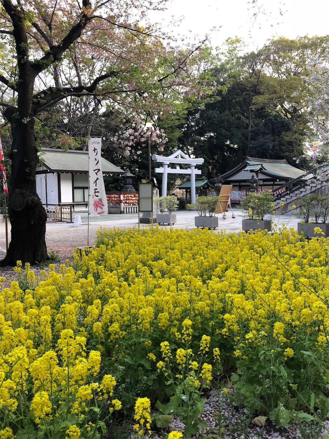 f:id:jeanrenon:20180403204009j:image