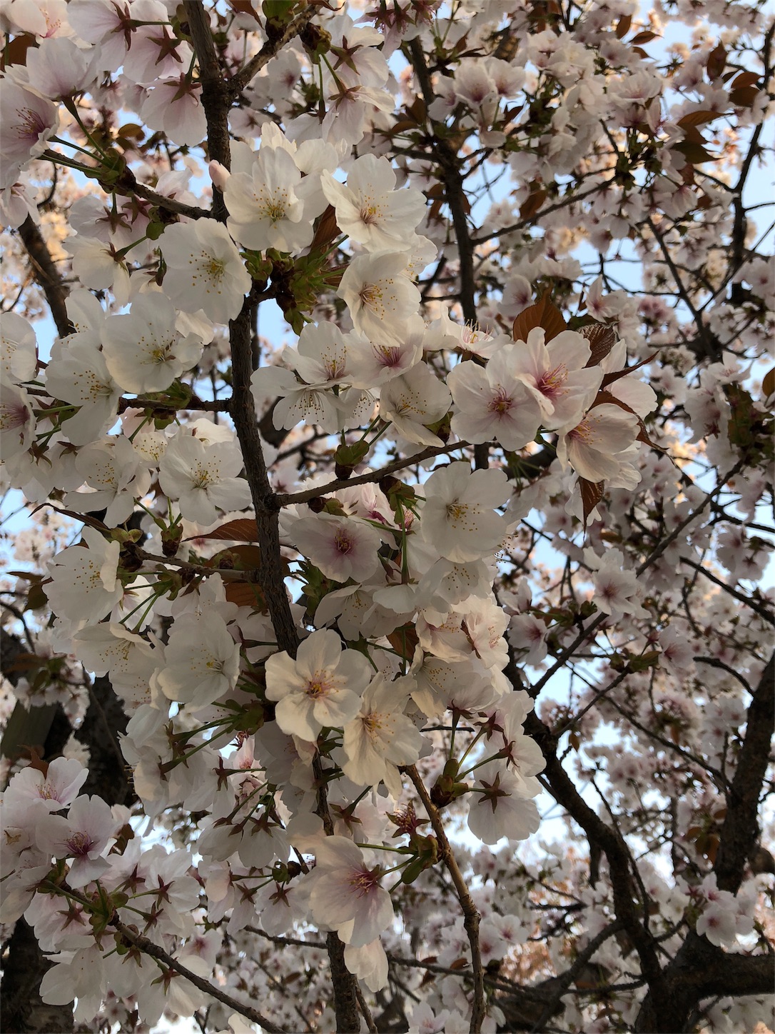 f:id:jeanrenon:20180403204048j:image