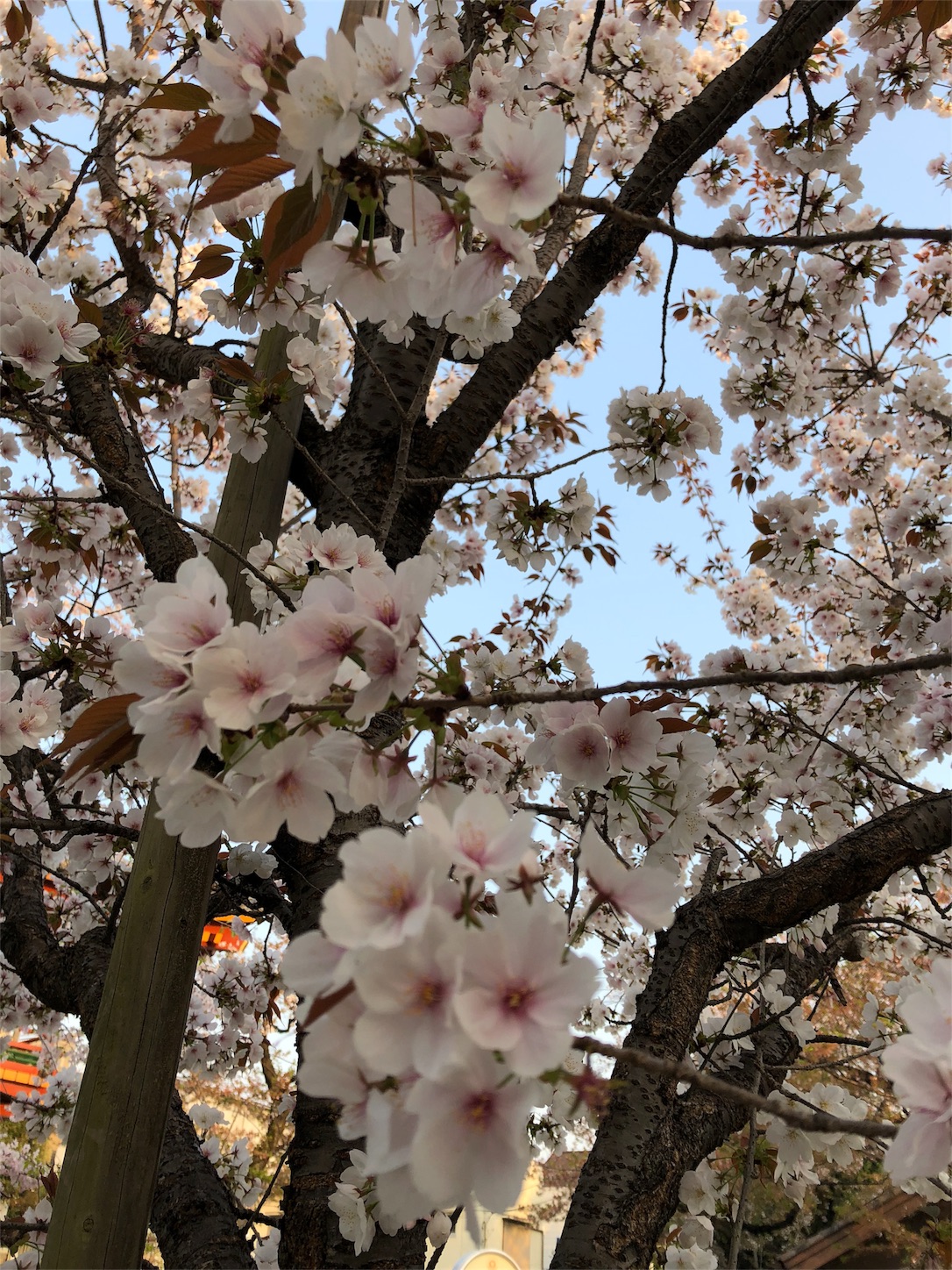 f:id:jeanrenon:20180403204133j:image