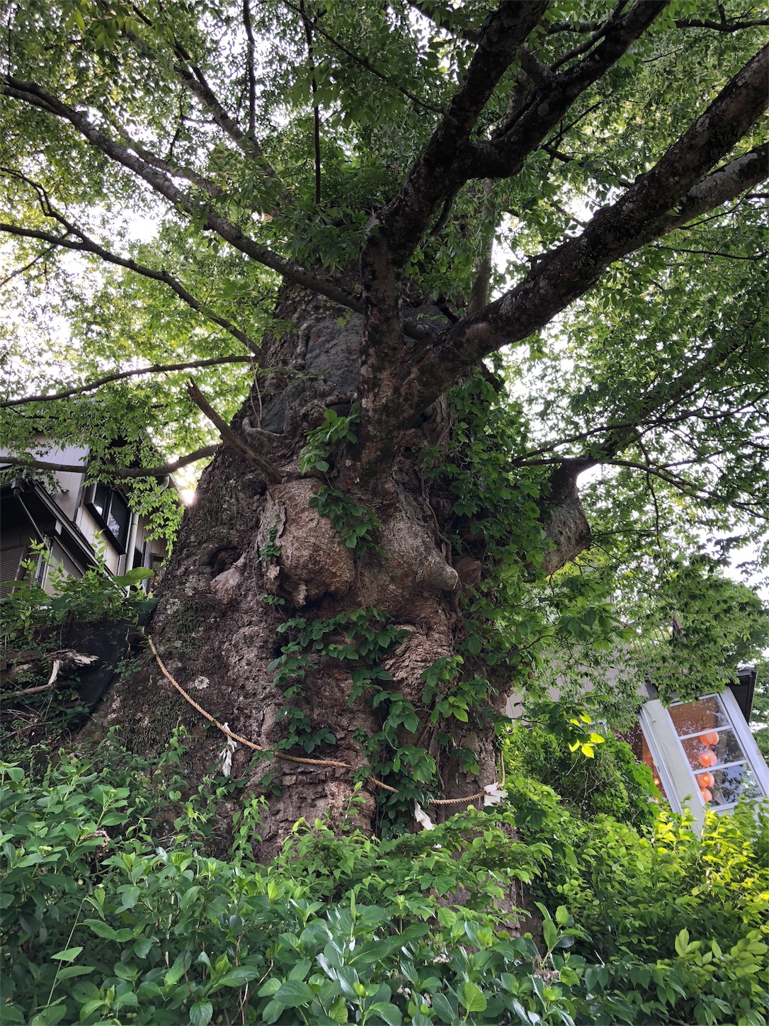 f:id:jeanrenon:20180527181522j:image f:id:jeanrenon:20180527181522j:image