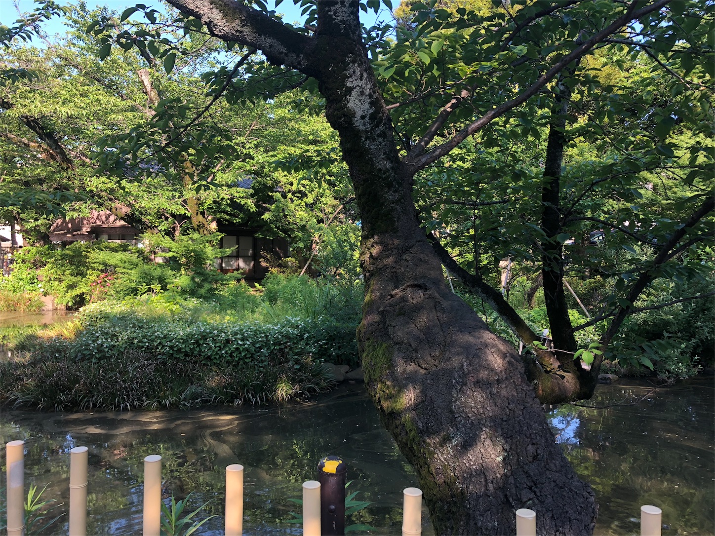 f:id:jeanrenon:20180528002502j:image