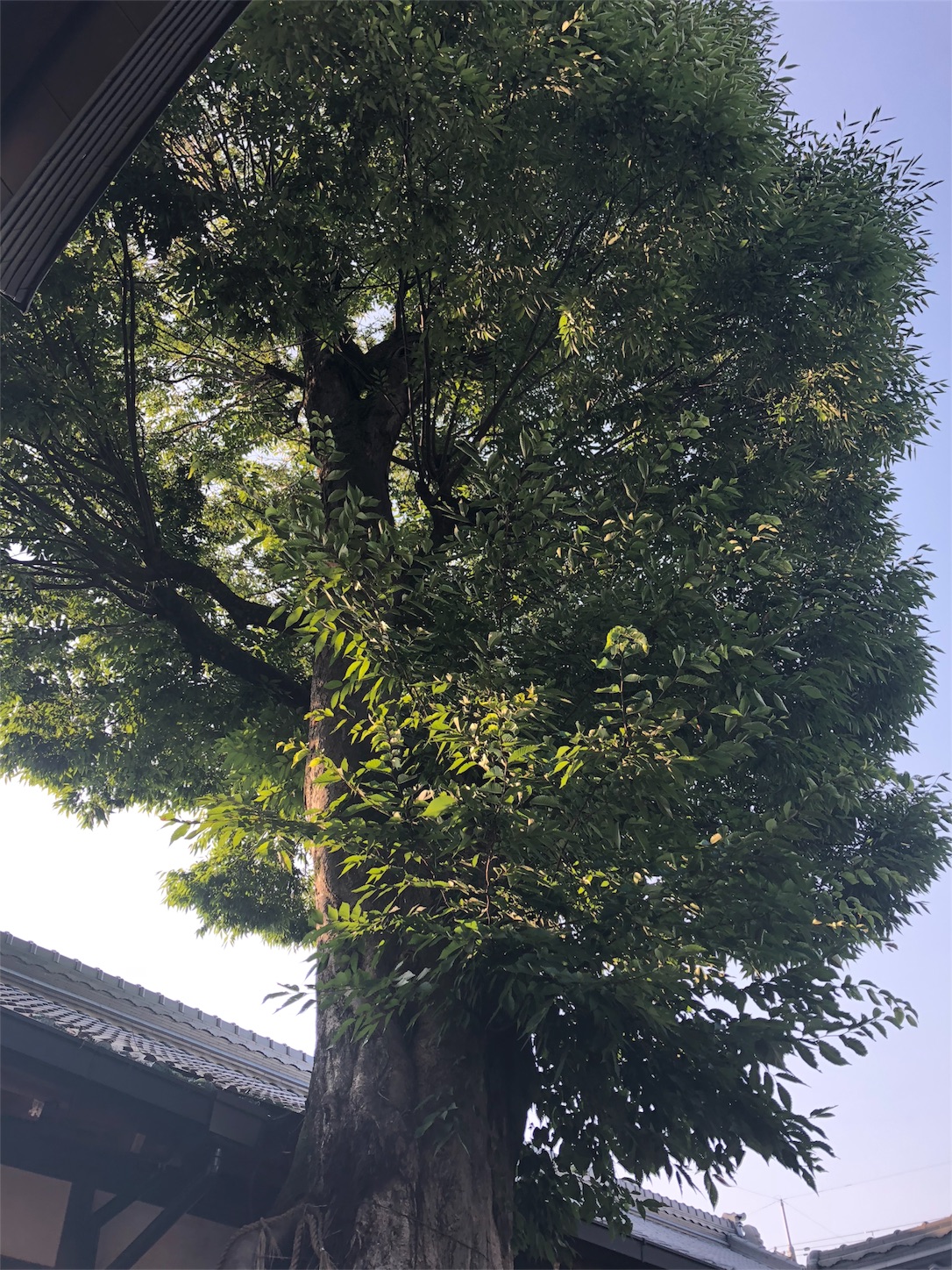 f:id:jeanrenon:20180717193247j:image