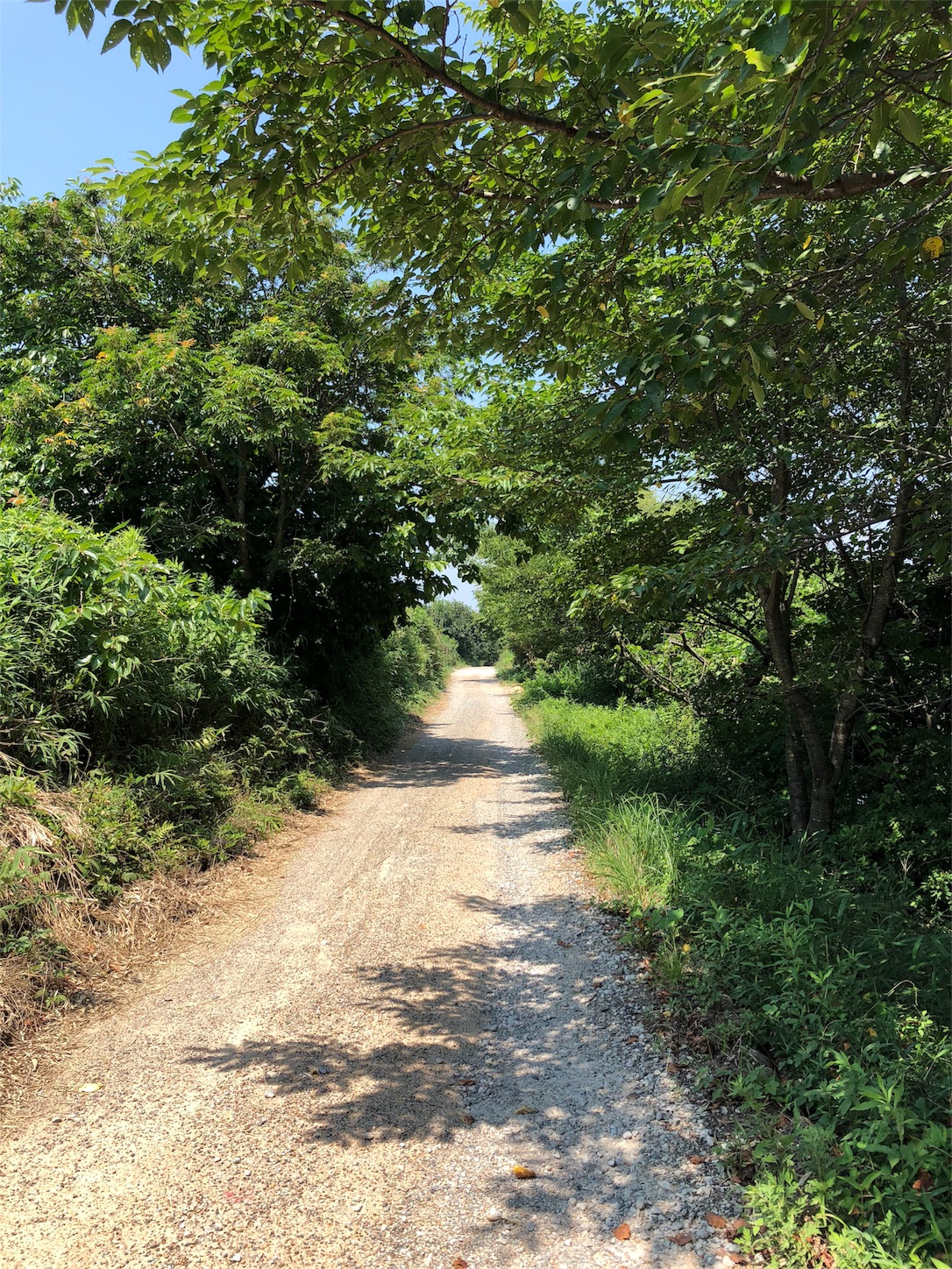 f:id:jeanrenon:20180717193440j:image