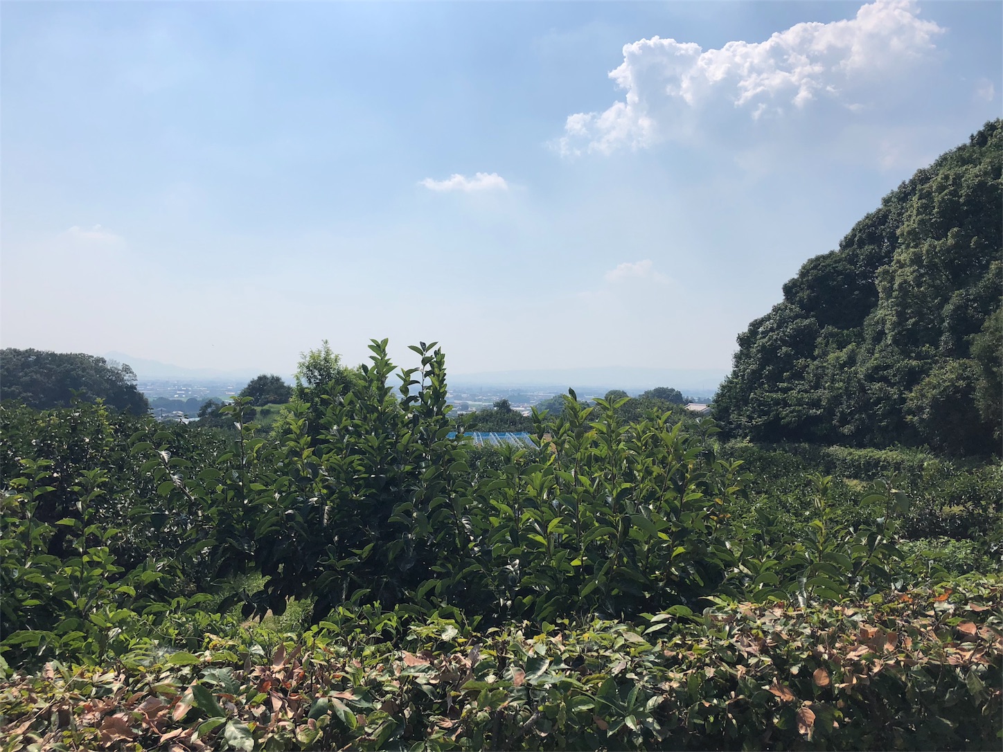 f:id:jeanrenon:20180717202545j:image