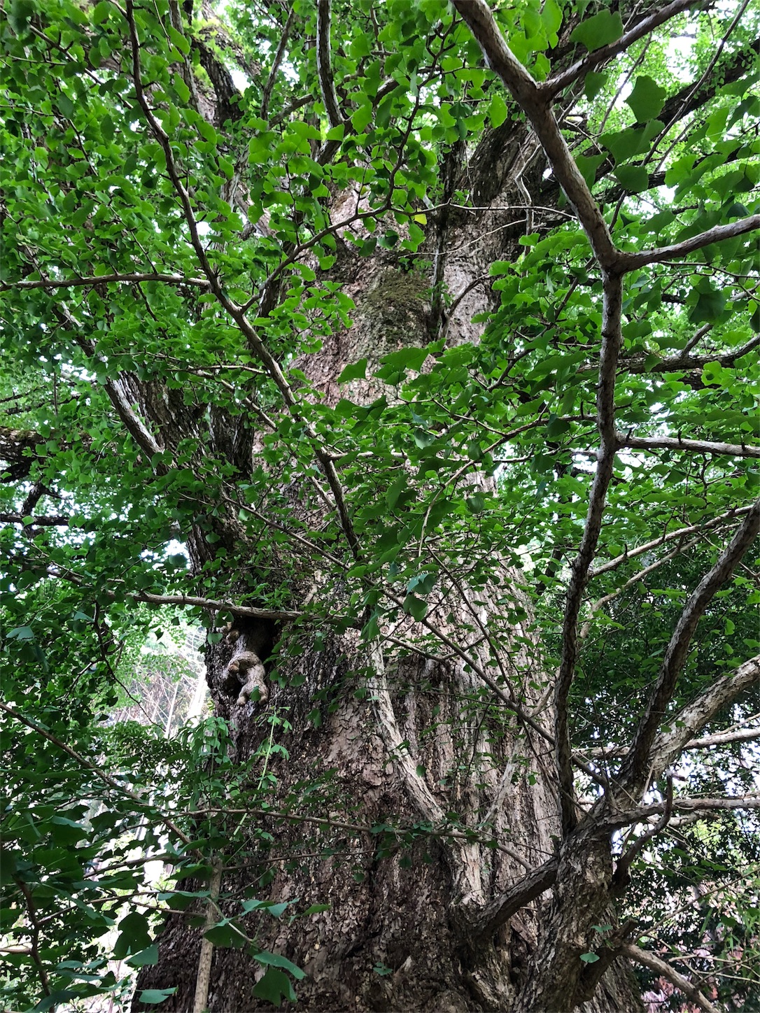 f:id:jeanrenon:20180719203054j:image f:id:jeanrenon:20180719203054j:image