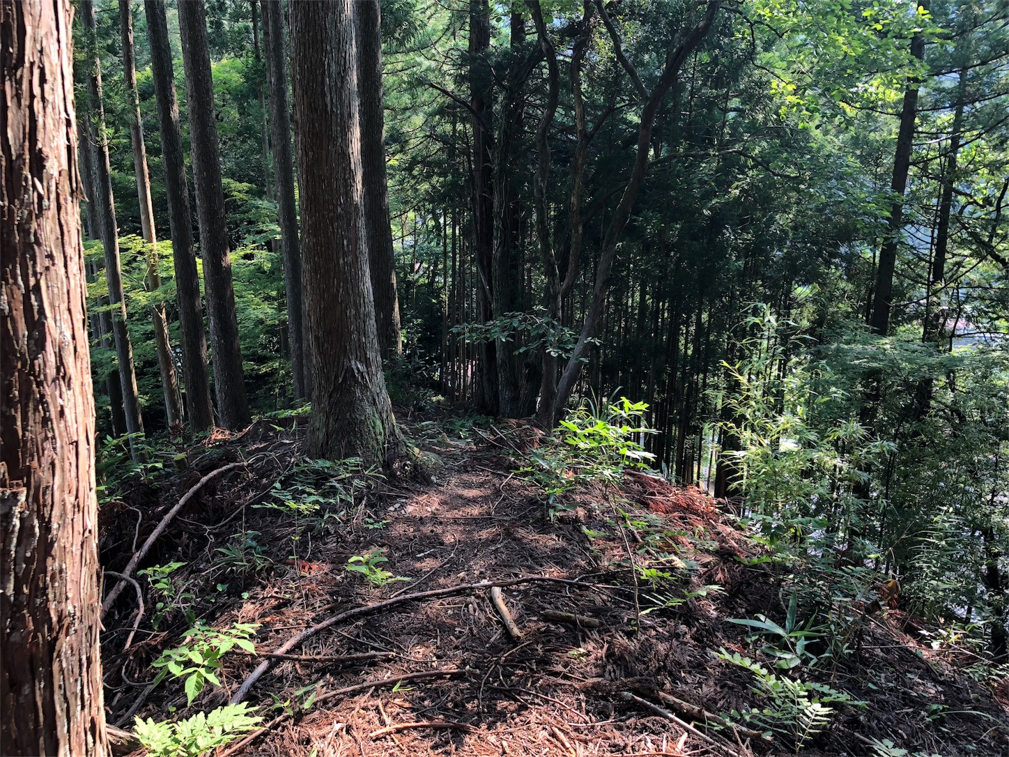f:id:jeanrenon:20180719203133j:image f:id:jeanrenon:20180719203133j:image