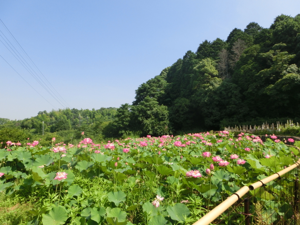 f:id:jeanrenon:20180722170017j:plain
