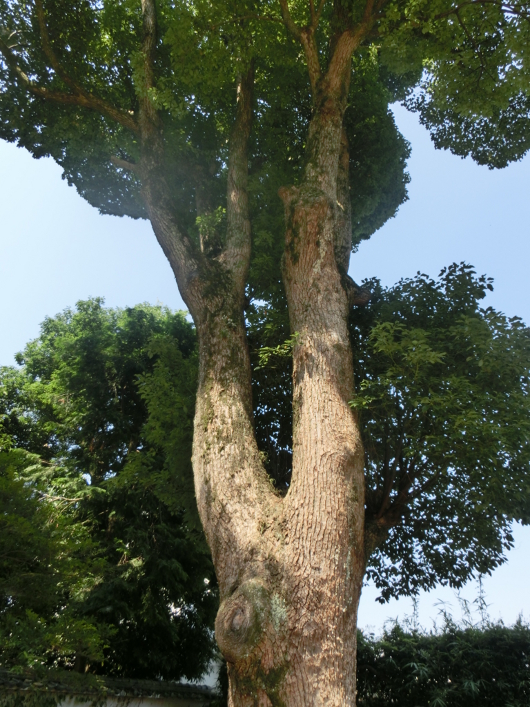 f:id:jeanrenon:20180722171319j:plain