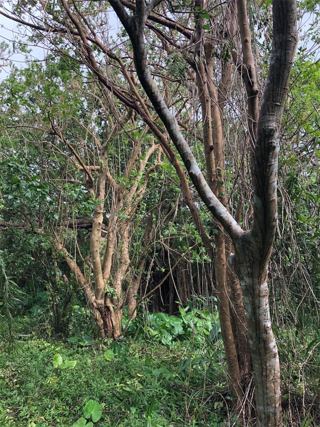 f:id:jeanrenon:20180930171821j:image