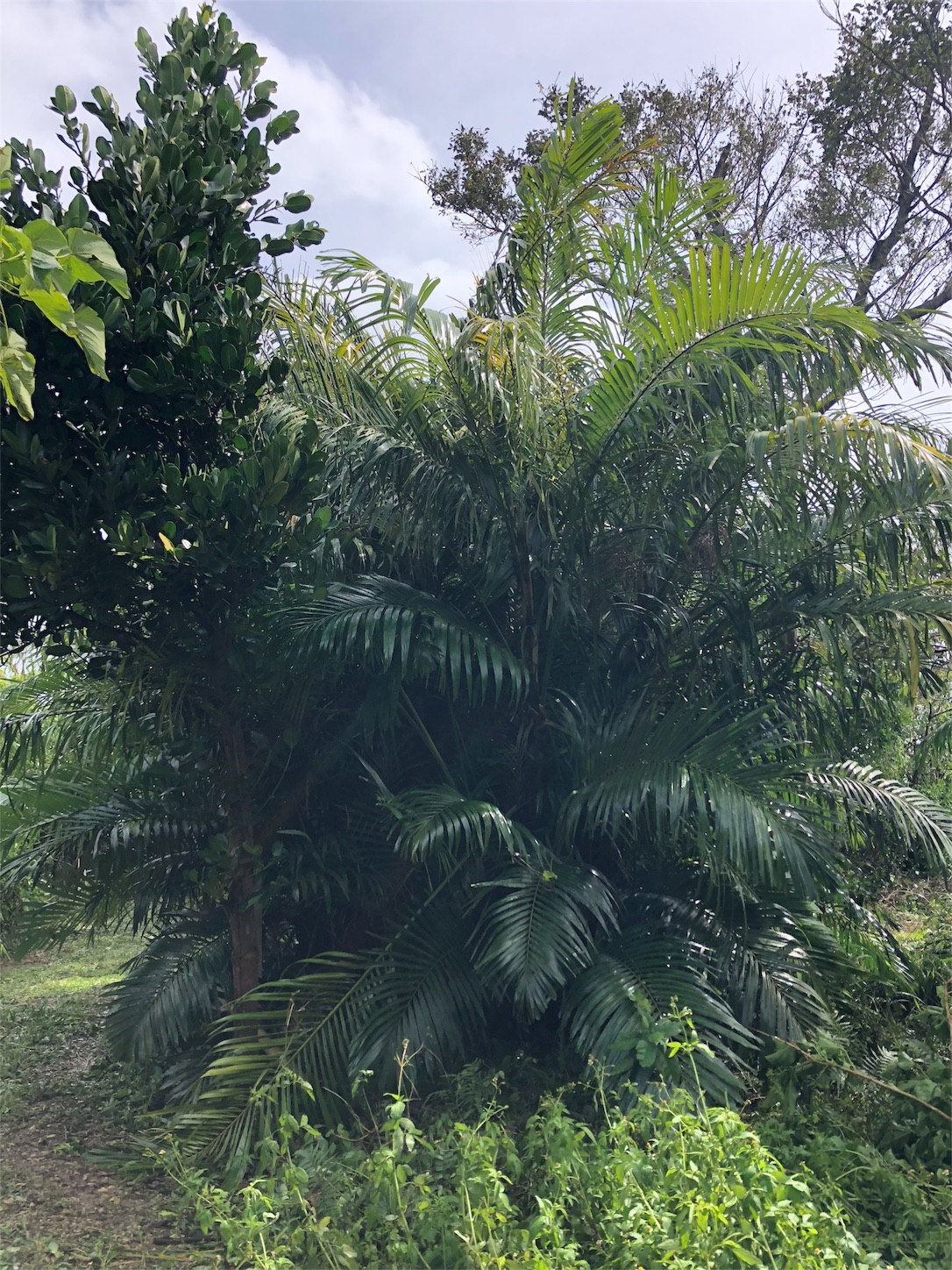 f:id:jeanrenon:20180930171914j:image