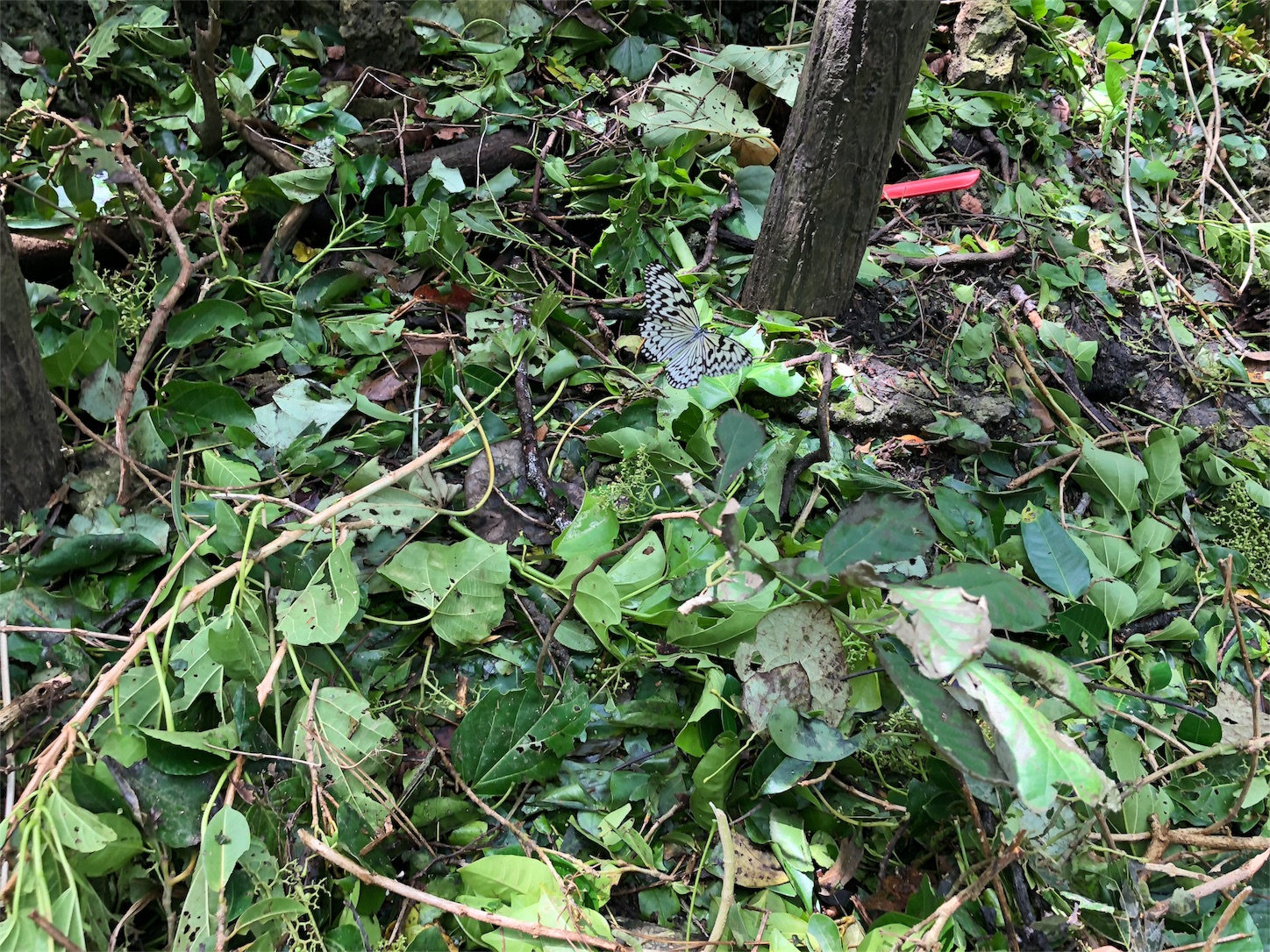 f:id:jeanrenon:20181002210109j:image
