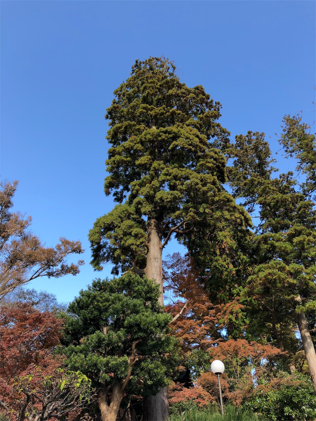 f:id:jeanrenon:20181130172057j:image f:id:jeanrenon:20181130172057j:image