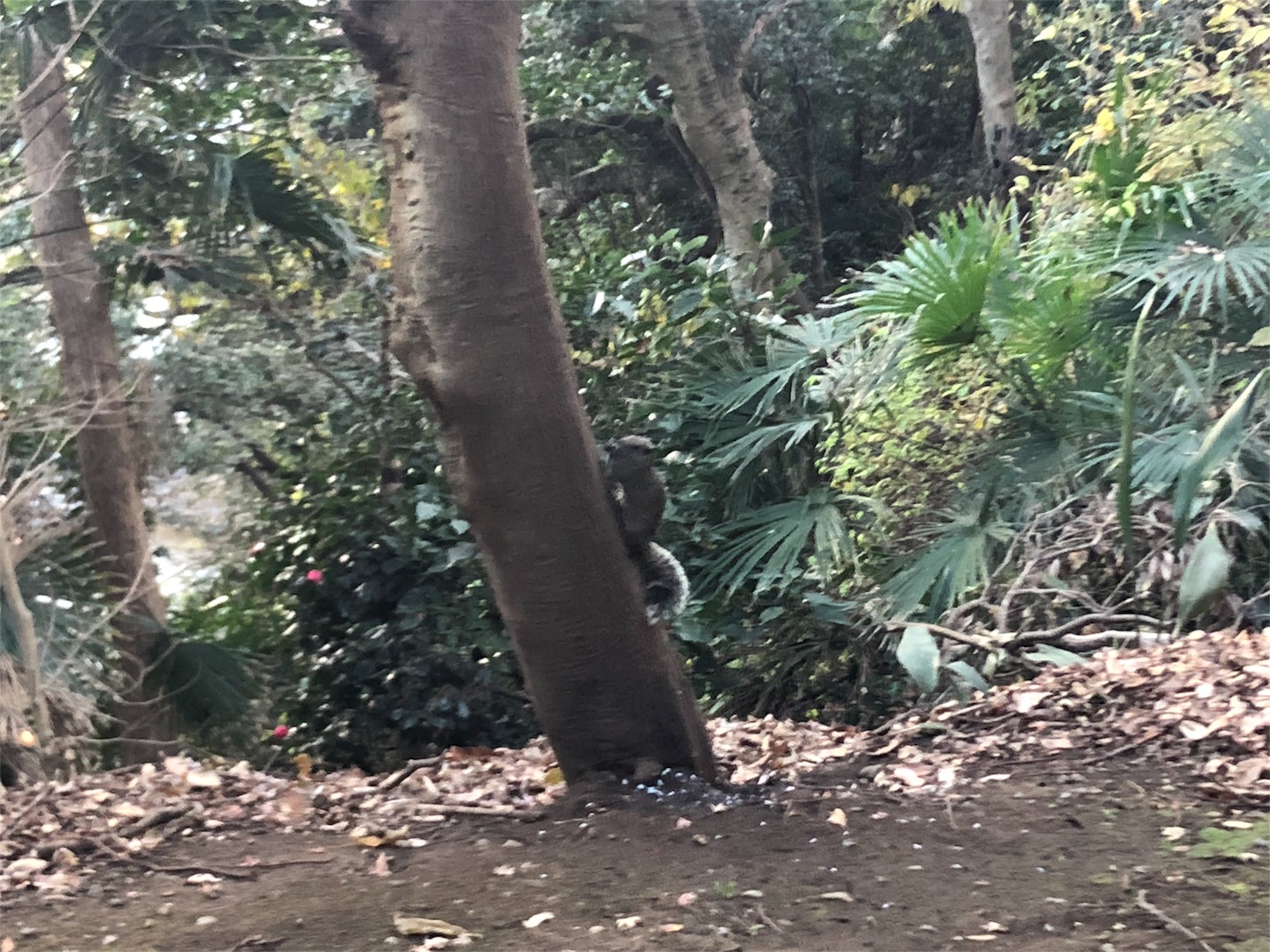 f:id:jeanrenon:20190106122248j:image