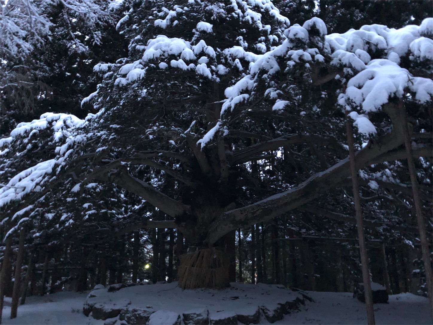 f:id:jeanrenon:20190211183146j:image