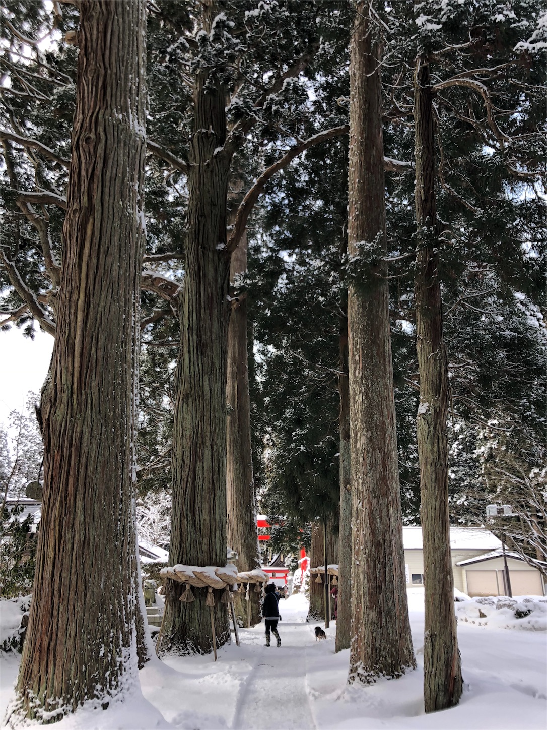 f:id:jeanrenon:20190211185725j:image