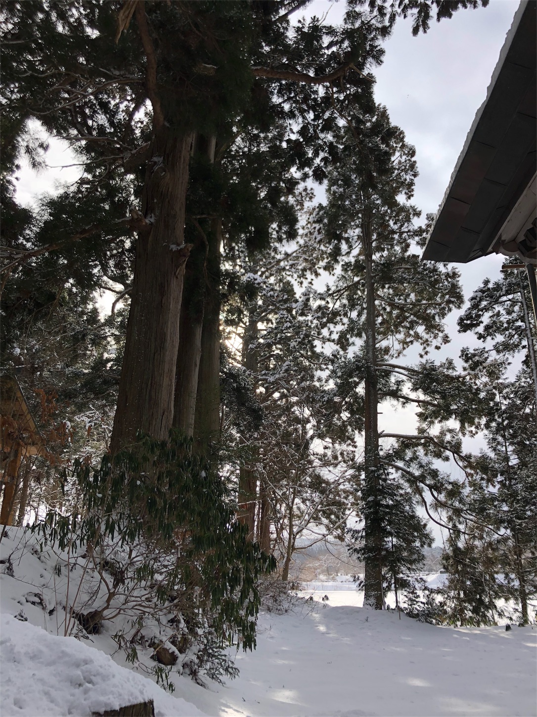 f:id:jeanrenon:20190211185731j:image