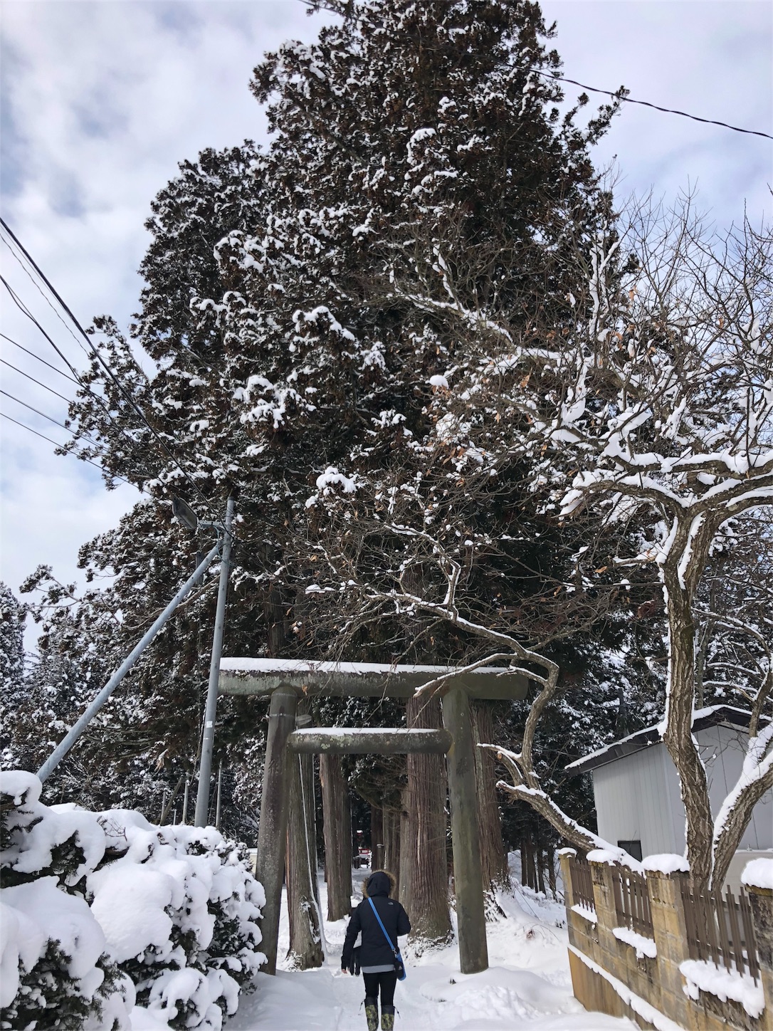 f:id:jeanrenon:20190211185810j:image