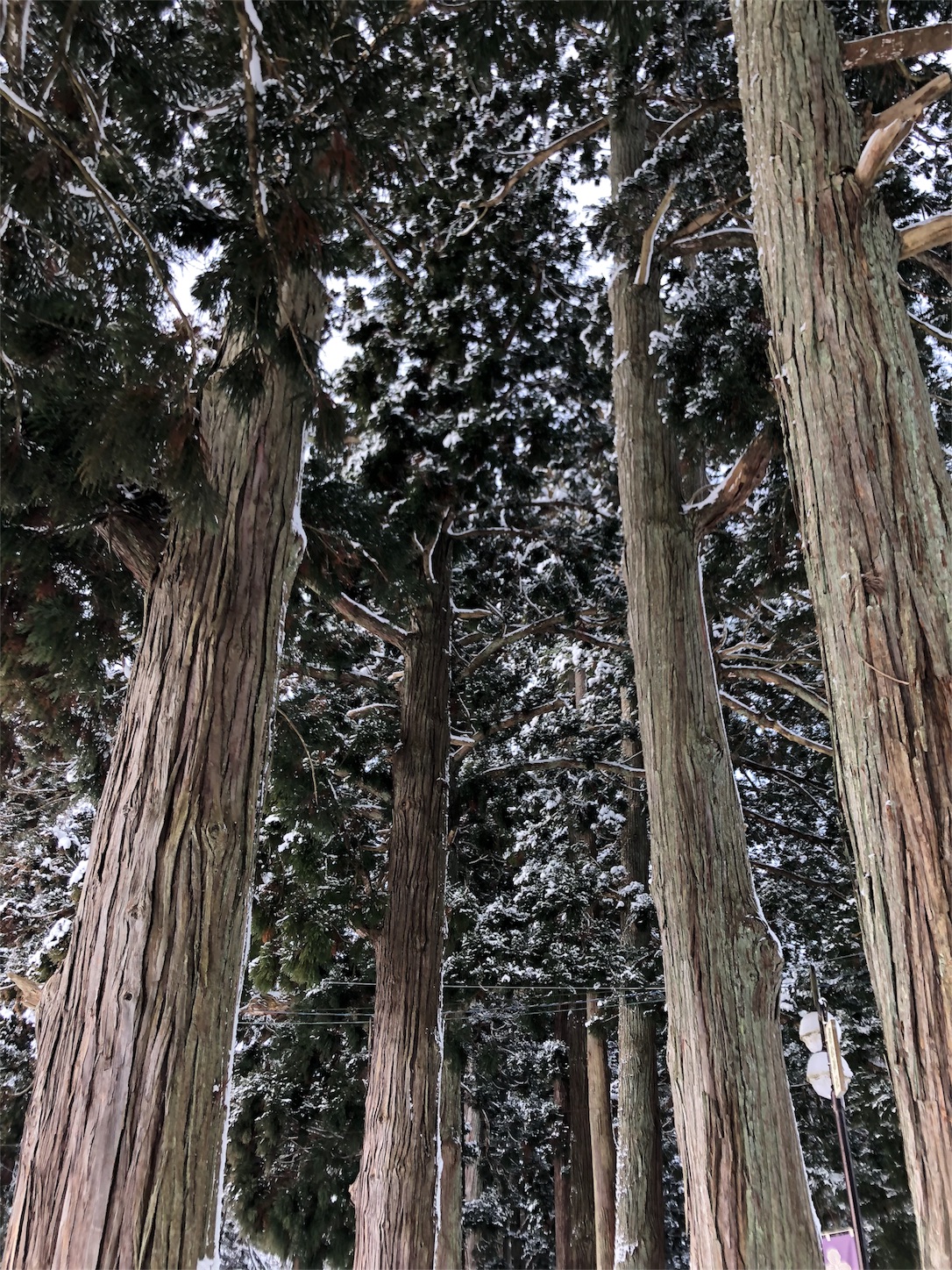 f:id:jeanrenon:20190211185826j:image