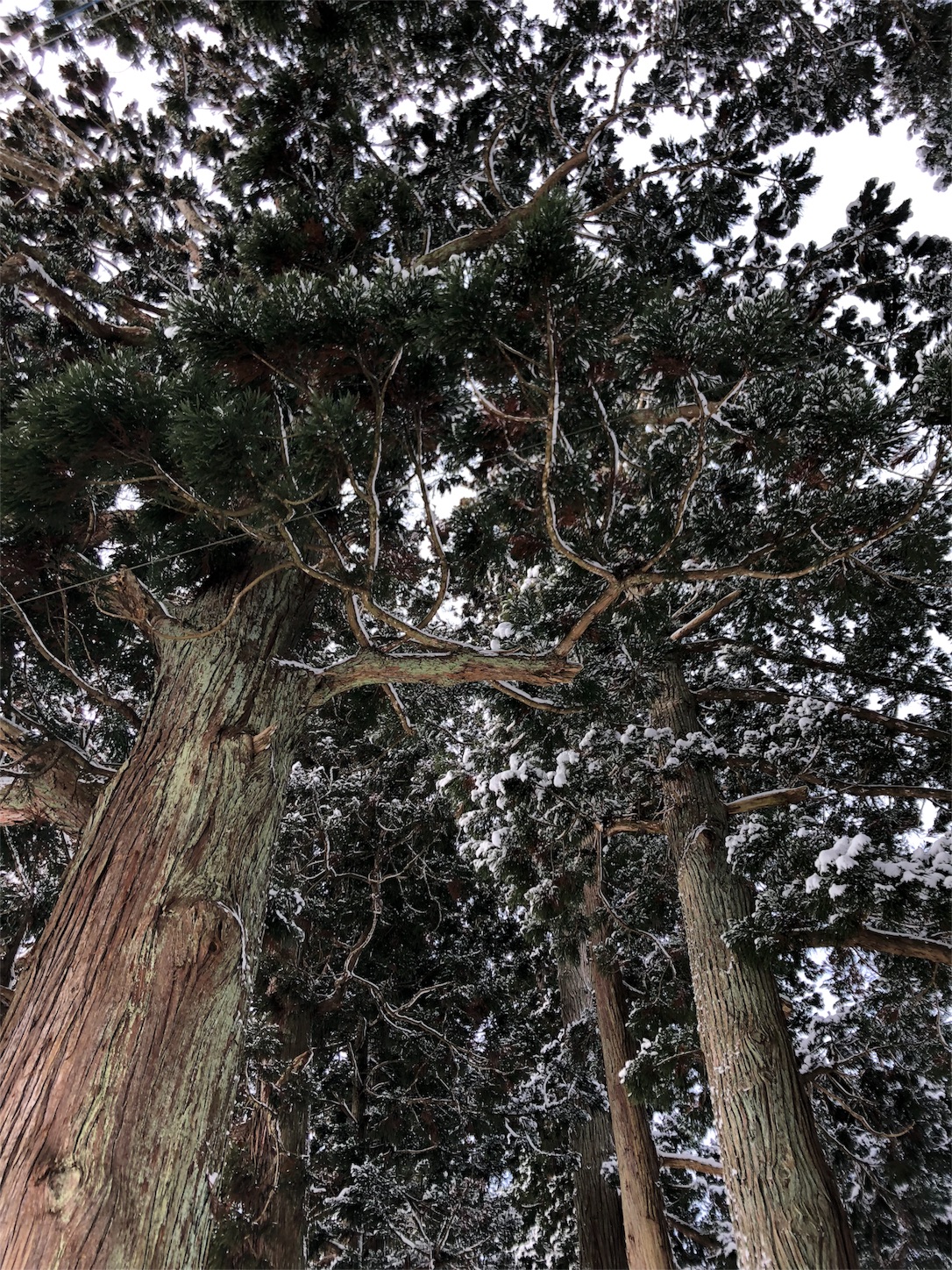 f:id:jeanrenon:20190211190859j:image
